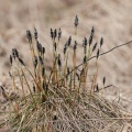 eriophorum-vaginatum-switzerland-92835AC1-E088-467A-9BF3-25224479F5ED.jpg