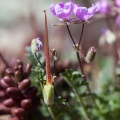 erodium-pilosum-switzerland-3C482F88-A915-454D-A271-588044BBCD67.jpg
