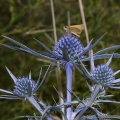 eryngium-amethistinum-italy-543F3AD2-4D66-11DC-8A96-000A95CA2156.jpg