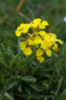 Erysimum sylvestre (Crantz) Scop.