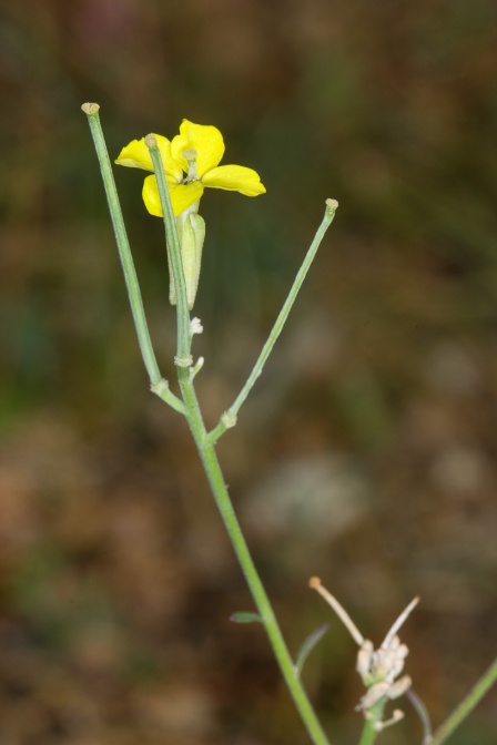 erysimum-virgatum-italy-9267BB85-4D66-11DC-8A96-000A95CA2156.jpg
