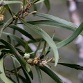 eucalyptus-sp-reunion-9DA7F74A-7BC0-4D3B-A6C8-1EC9E0847A6F.jpg
