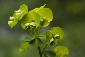 Euphorbia amygdaloides L.