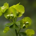 euphorbia-amygdaloides-switzerland-73A1FB38-80CC-4C4E-8375-557EB8098367.jpg