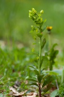 Euphorbia amygdaloides L.