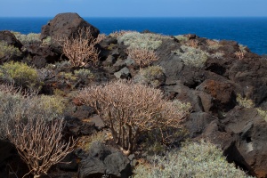 Euphorbia balsamifera Aiton