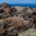 euphorbia-balsamifera-canaries-el-hierro-28C18307-415E-4236-B82A-9B75F104D647.jpg