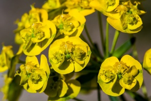 Euphorbia cyparissias L.