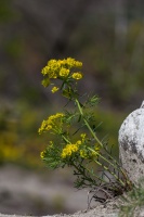 Euphorbia cyparissias L.