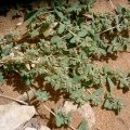 euphorbia-granulata-saudi-arabia-468422E3-4B7D-11DC-8D9F-000A95CA2156.jpg
