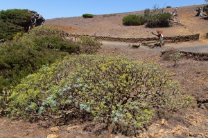 Euphorbia lamarckii Sweet