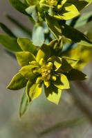 Euphorbia seguieriana Neck.