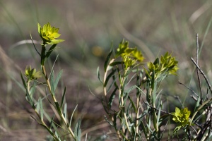 Euphorbia seguieriana Neck.