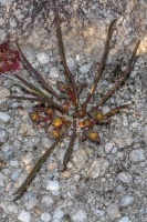 Euphorbia silenifolia (Haw.) Sweet