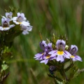 euphrasia-alpina-france-40820D0B-DF39-46CE-9D61-BBF0EF7A23E1.jpg