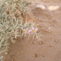 fagonia-indica-saudi-arabia-3463CE58-4B7C-11DC-8D9F-000A95CA2156.jpg
