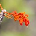 firmiana-fulgens-thailand-8606B8F5-9384-478B-800B-B90D05C34C7B.jpg
