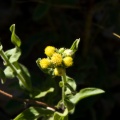 flaveria-trinerva-saudi-arabia-24BD9136-49F9-11DC-AE28-000A95CA2156.jpg
