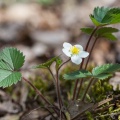 fragaria-vesca-switzerland-AA7122F3-E699-407B-8166-ABFBA8897867.jpg