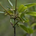 frangula-alnus-switzerland-7C2AB645-9AFA-4F71-B7A7-8EBA1FC5FB78.jpg