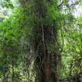 freycinetia-sumatrana-cambodia-1C1E46AC-9790-417F-AEA6-9A7680D73AFF.jpg
