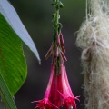 fuchsia-boliviana-reunion-AF0C451D-0CDC-43E7-8995-C48E1FC6AE0E.jpg