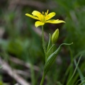 gagea-liotardii-switzerland-DBE5CDBB-C042-4726-A7D9-76F5FF4DC622.jpg