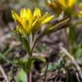 gagea-villosa-switzerland-87C3C922-574F-4929-B523-4D7C8A25A055.jpg