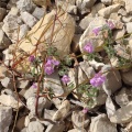 galeopsis-angustifolia-france-8FF22DC6-C213-440E-A7D3-C89063769F52.jpg