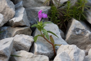 Galeopsis ladanum L.