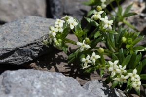 Galium megalospermum All.