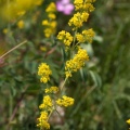 galium-verum-switzerland-FBB822E5-9A60-48FC-8D9C-7F6E12FF54BF.jpg