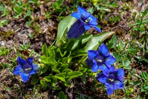 Gentiana acaulis L.