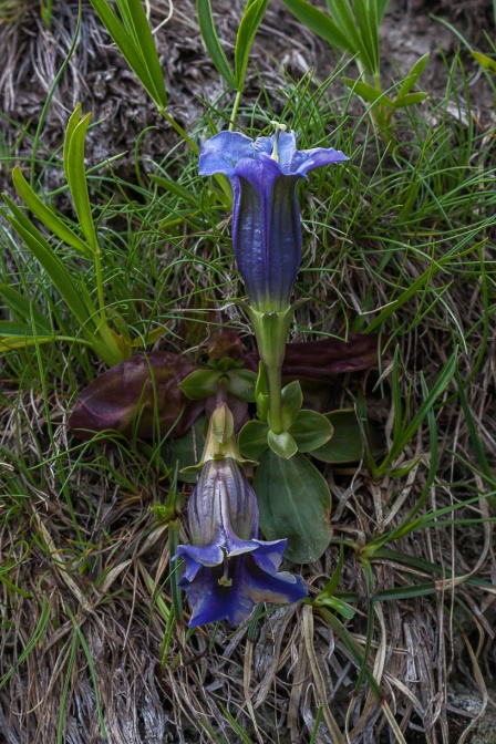 gentiana-acaulis-switzerland-4011D9C7-FA32-4BFB-AEB1-53116845BEB7.jpg