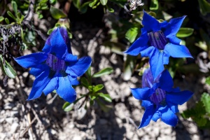 Gentiana angustifolia Vill.