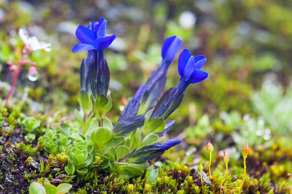 gentiana-bavarica-austria-F1B09876-A780-4AB1-96BB-5644BEDD6AEF.jpg