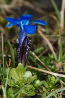 Gentiana bavarica L.
