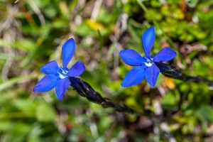 Gentiana bavarica L.