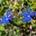 gentiana-bavarica-switzerland-D5786513-76BE-49BC-80CB-6A75BD646B0C.jpg