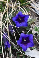 Gentiana clusii Perrier et Songeon