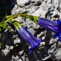 gentiana-clusii-switzerland-4EC4EB4F-BB0F-4FB7-B4A8-C29732795BA4.jpg