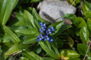 Gentiana cruciata L.