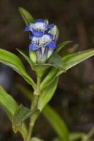 Gentiana cruciata L.