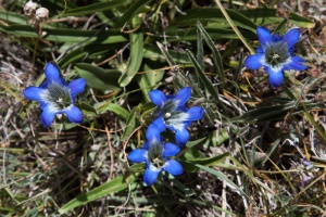 Gentiana kauffmanniana Regel & Schmalh.