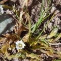 gentiana-leucomelaena-kyrgyzstan-2535AB1F-BE34-42B9-B092-5D02493AC81E.jpg