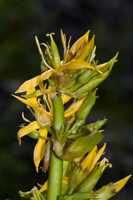 gentiana-lutea-switzerland-FA26C025-B20E-41CD-9EFF-8E0B2EC27C27.jpg