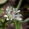 gentiana-olgae-kyrgyzstan-4C790B4F-E903-499A-800C-72D41C94B956.jpg
