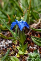 Gentiana orbicularis Schur