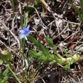 gentiana-prostrata-kyrgyzstan-068C4C4A-95E2-4277-A2F6-74D59F18B658.jpg