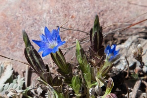 Gentiana prostrata var. karelinii (Griseb.) Kusn.